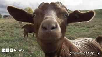 Rare goats used to trim city grasslands