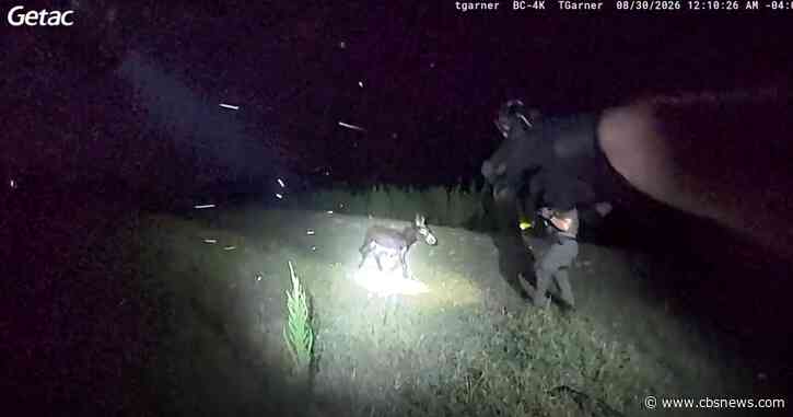 Bodycam video shows Georgia officer shooting beloved donkey HeeHaw during search for missing girl