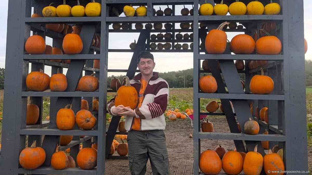 I visited the pumpkin patch with donkeys near Liverpool that's worth getting up for