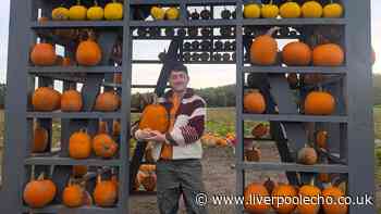 I visited the pumpkin patch with donkeys near Liverpool that's worth getting up for