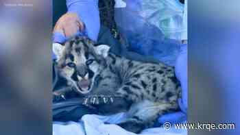 Litter of mountain lion kittens discovered in Southern California hills