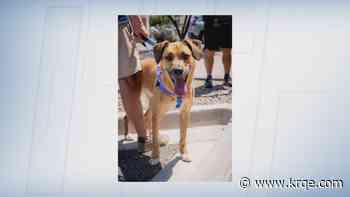 Albuquerque dog rescue holds first annual benefit concert