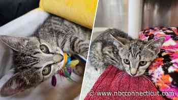 Waterford man adopts kitten he rescued after 120-foot fall from Gold Star Bridge