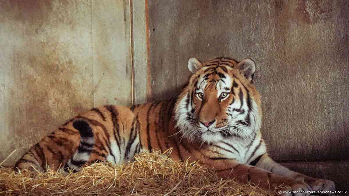 Police issue major update on victim of tiger attack at Yorkshire Wildlife Park as investigation launched