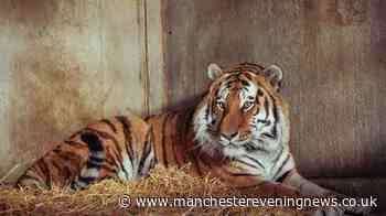Police issue major update on victim of tiger attack at Yorkshire Wildlife Park as investigation launched