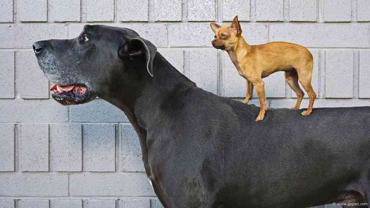 Large dog breeds die younger. Biologists think they finally know why.