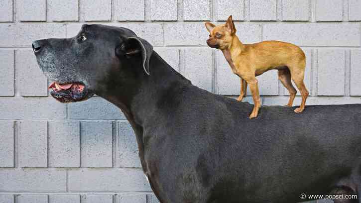 Large dog breeds die younger. Biologists think they finally know why.