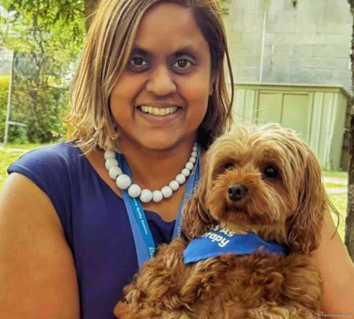 Meet Dr Tiny Tilly: The Cavapoo bringing smiles to patients at Northwick Park Hospital