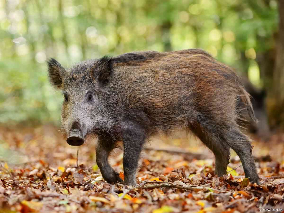 Viele Schäden durch Wildschweine im Rhein-Sieg-Kreis