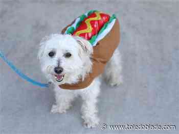 Pets will dress up for Halloween costume contest