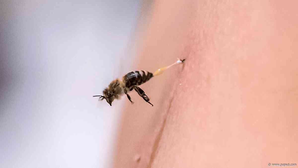 Bee stingers work like saws to pump venom  