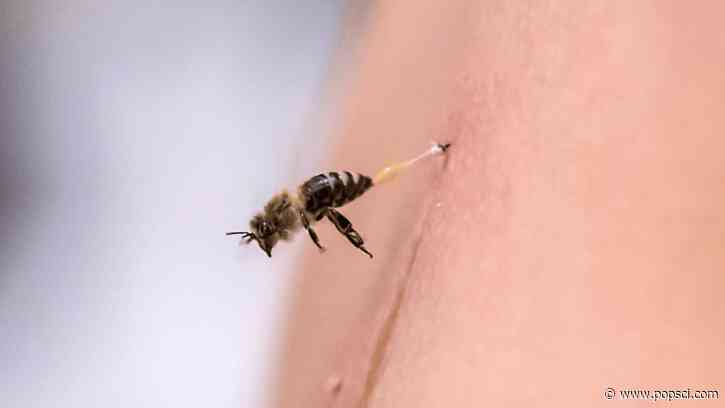 Bee stingers work like saws to pump venom  