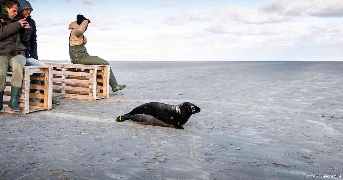 Noodkreet van Zeehondencentrum Pieterburen: ‘We gaan failliet’
