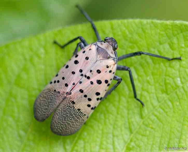 A new tree pest could be catching a ride on your car