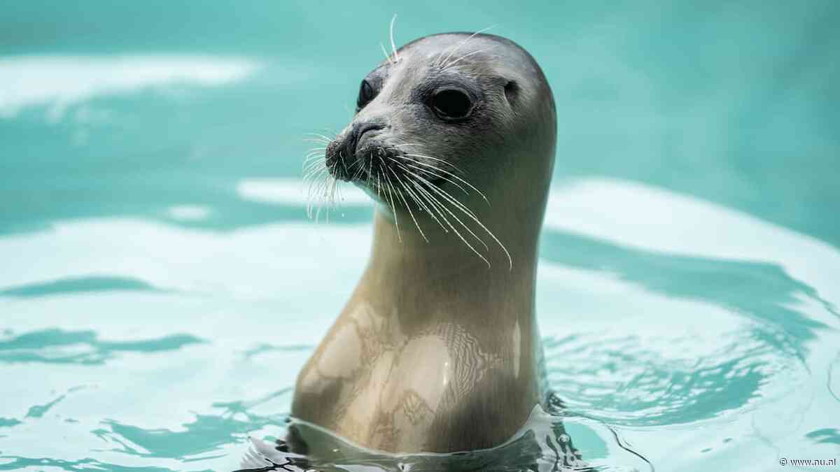 Stichting Zeehondencentrum Pieterburen staat op het punt failliet te gaan