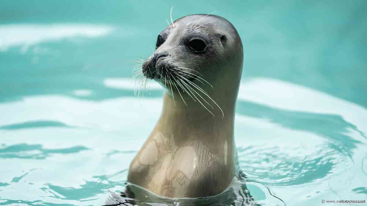 Stichting Zeehondencentrum Pieterburen staat op het punt failliet te gaan