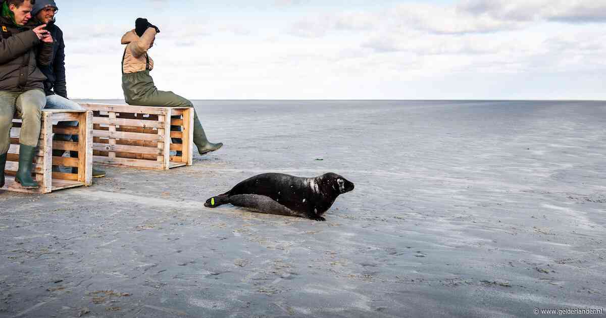 Zeehondencentrum Pieterburen stopt opvang zeehonden, vraagt waarschijnlijk binnen twee weken faillissement aan