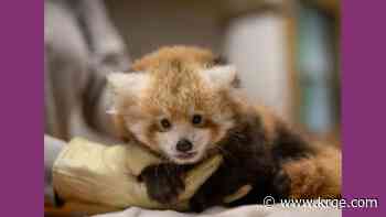 National zoo invites public to help choose red panda cub's name