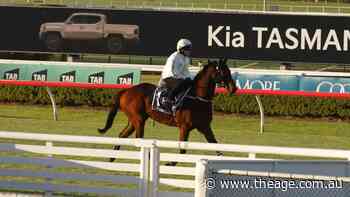 Trainer happy with Everest favourite