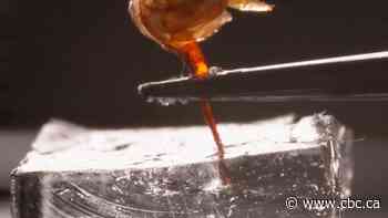 Slow down a honey bee stinging and you see impressive mechanisms at work