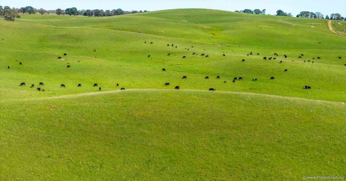 Substantial 26,000 DSE cattle and sheep breeding operation hits the market