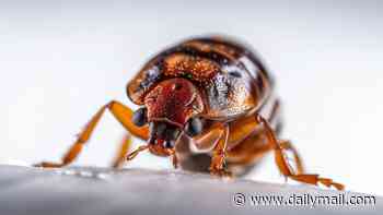 Bed bug horror aboard Qantas flight as passengers are bitten mid-air before travellers are stranded for days