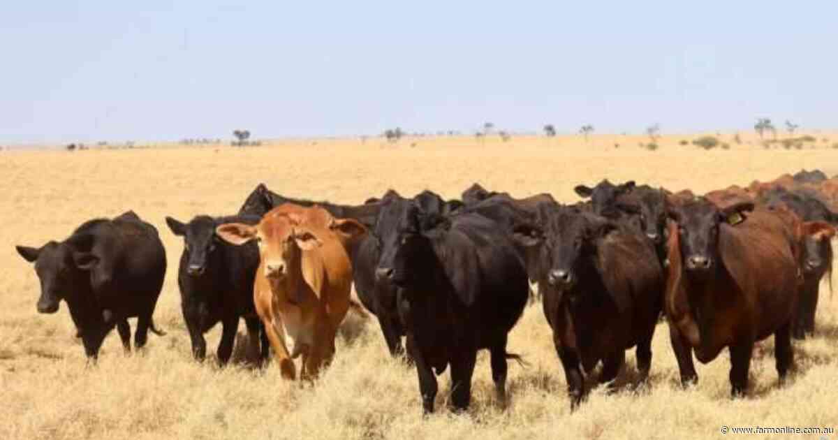 Two quality cattle operations with scale and location head to auction