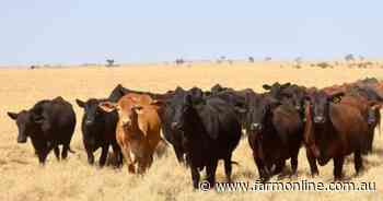 Two quality cattle operations with scale and location head to auction