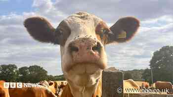 Your photos: Curious cows, striking sunsets and autumn fungi
