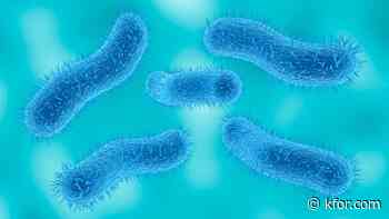What is shigellosis? Stomach bug spread during sex is growing more resistant