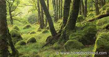 Climate change making restoring Scotland’s rainforest 'more complicated' - expert