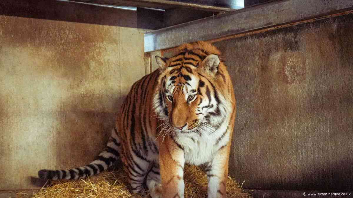 The two things South Yorkshire Police say not to do after fatal tiger attack