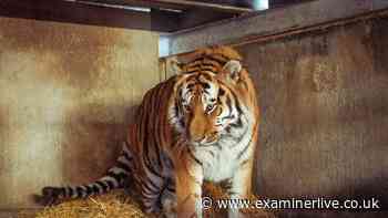 The two things South Yorkshire Police say not to do after fatal tiger attack