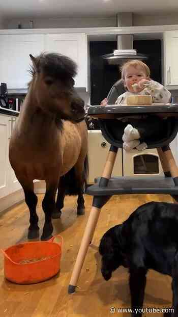 Toddler’s Pony Best Friend Joins Her For Dinner In The Kitchen | The Dodo