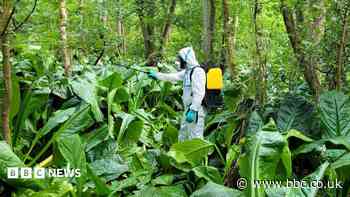 Stinky 'skunk' plant cleared from river