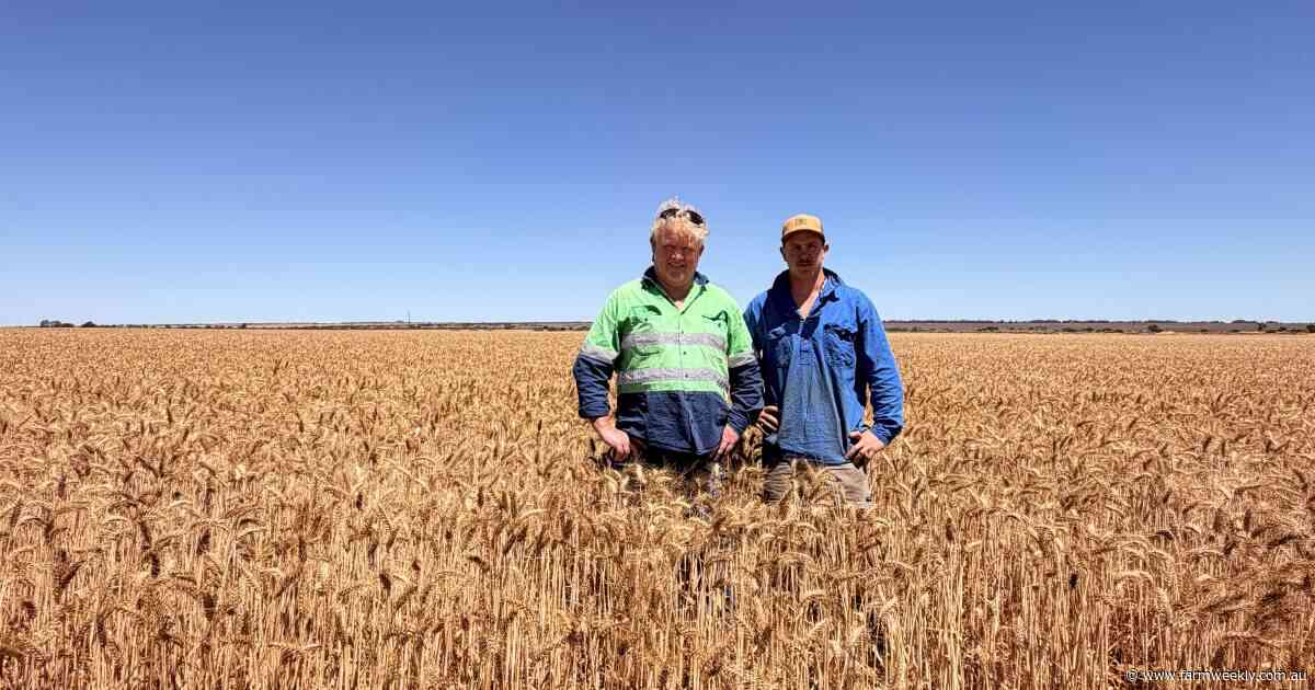 Fallow paddocks help the Flannagans beat the winter dry and manage moisture