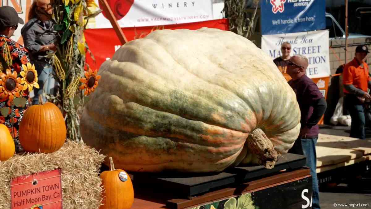 Rocky the pumpkin wins ‘Superbowl of Pumpkin Weigh Offs’ at 2,389 pounds