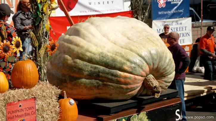 Rocky the pumpkin wins ‘Superbowl of Pumpkin Weigh Offs’ at 2,389 pounds