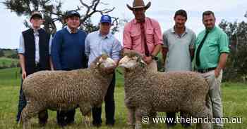 Sires that can 'do both' in demand by clients at Grassy Creek Merinos sale