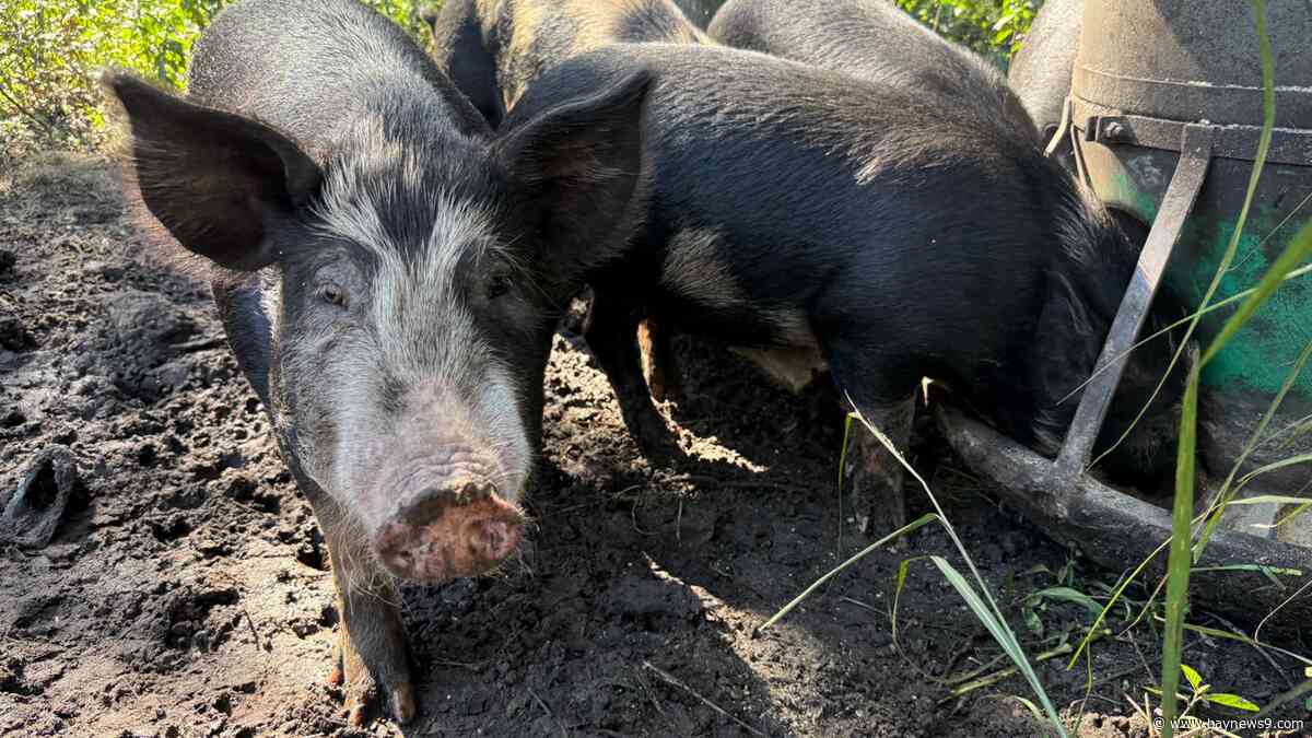 Bill could let small farmers process their own red meat without federal inspection