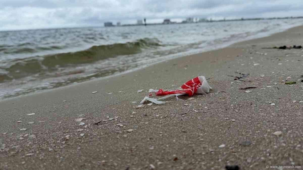 Tampa Bay microplastics research focuses on mangroves and crabs