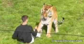 Witnesses describe moment man was killed by tiger at U.K. wildlife park