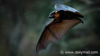 Urgent warning issued over deadly bat virus after more than 40 Aussies bitten or scratched in just two weeks
