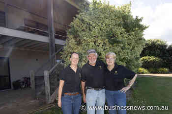 Olive groves replace grapevines in WA's South West