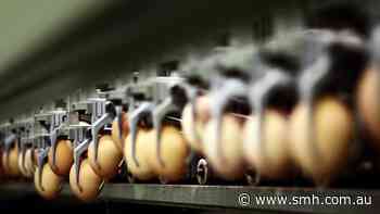 Australia’s biggest egg supplier, 11 others accused of cartel conduct