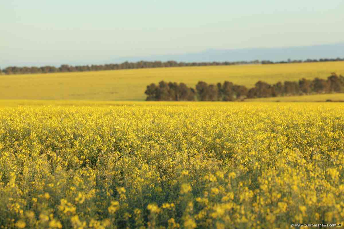 Bumper canola crop after tough start