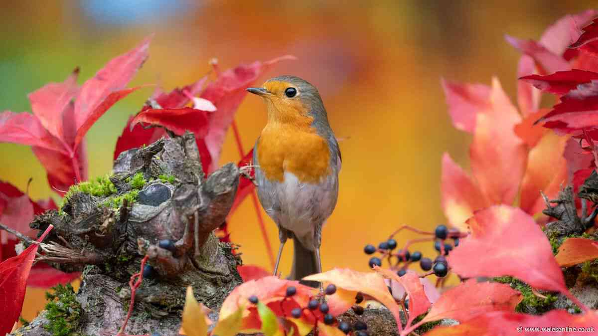 Welsh gardeners urged to feed robins 1 common food to help them return to gardens