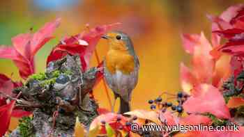 Welsh gardeners urged to feed robins 1 common food to help them return to gardens