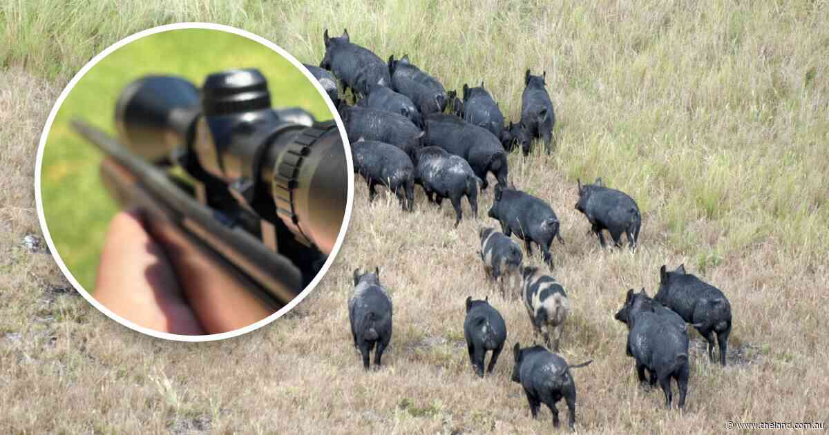 'Airbnb for hunting': bridging the gap between landholders and hunters