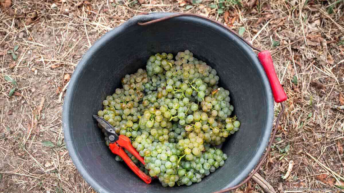 Wohl kleinste Ernte seit 2010: Lese ist abgeschlossen